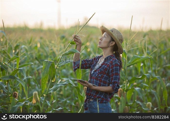 asian woman farmer with digital tablet in corn field, Beautiful morning sunrise over the corn field. green corn field in agricultural garden and light shines sunset in the evening Mountain background