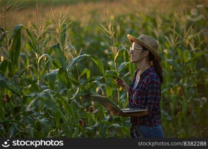 asian woman farmer with digital tablet in corn field, Beautiful morning sunrise over the corn field. green corn field in agricultural garden and light shines sunset in the evening Mountain background