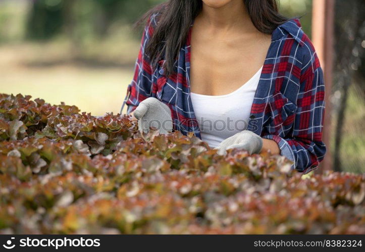 Asian  woman farmers working in vegetables hydroponic farm with happiness. Portrait of woman farmer checking quality of green salad vegetable with smile in the green house farm.