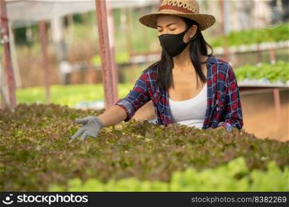 Asian woman farmers working wear mask in vegetables hydroponic farm with happiness. Portrait of woman farmer checking quality of green salad vegetable with smile in the green house farm.