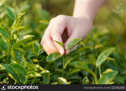 Asian woman hand picking up the tea leaves from the tea plantation, the new shoots are soft shoots. Water is a healthy food and drink. as background Healthcare concept with copy space.
