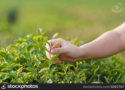 Asian woman hand picking up the tea leaves from the tea plantation, the new shoots are soft shoots. Water is a healthy food and drink. as background Healthcare concept with copy space.