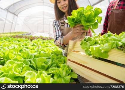 Asian woman hydroponics organic farmer and employee collecting vegetables salad into wooden box with greenhouse. People lifestyles and business. Indoor agriculture and cultivation gardener concept