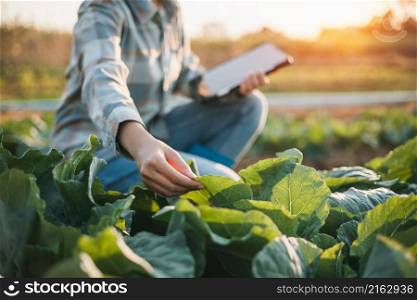 asian woman use tablet to check vegetable growing information in the garden