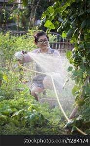asian woman watering organic vegetable in home garden