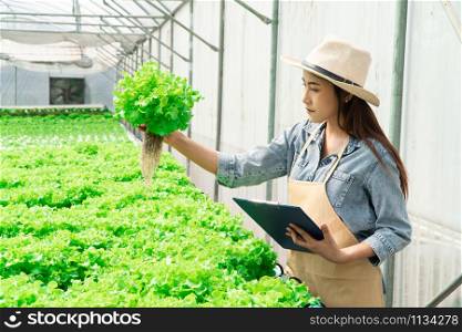 Asian women holding green oak in hydroponic vegetable farms and checking root of Greenbo and the quality of organic vegetables at the greenhouse farm garden. Agriculture organic for health concept.