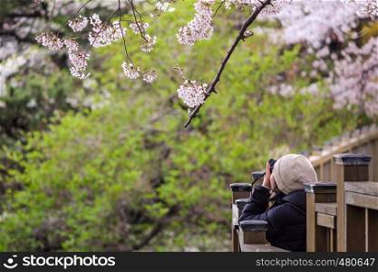Asian women traveler taking picture cherry blossoms in spring season.