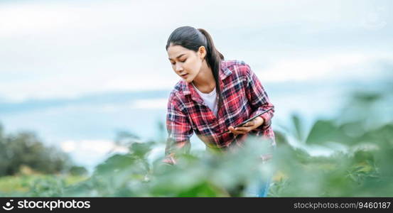 Asian young female farmer with a tablet in her hands examines the green field. Modern technologies in agriculture management and agribusiness concept.