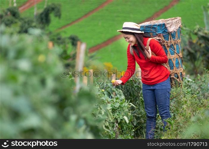 Asian Young woman farm worker with basket picking organic tomatoes in garden.. Woman carries a basket to tomato picking in garden.