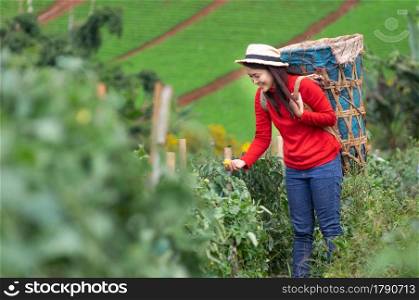 Asian Young woman farm worker with basket picking organic tomatoes in garden.. Woman carries a basket to tomato picking in garden.