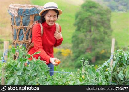 Asian Young woman in farm with basket picking organic tomatoes in garden.. Woman carries a basket to tomato picking in garden.