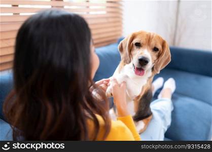 Asian young woman with beagle dog with dog training activities to obey commands in the living room of the house