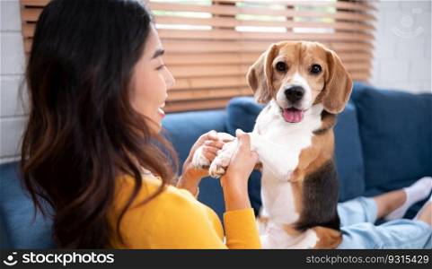 Asian young woman with beagle dog with dog training activities to obey commands in the living room of the house