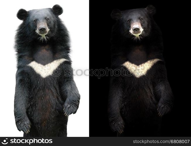 asiatic black bear in dark background and asiatic black bear on white