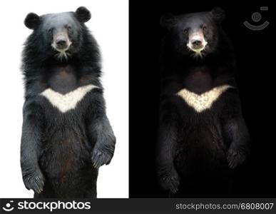 asiatic black bear in dark background and asiatic black bear on white