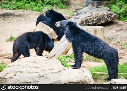 Asiatic black bear life near the water pool in the national park