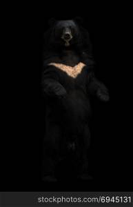 asiatic black bear or moon bear standing in the dark