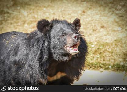 Asiatic black bear relax in the summer time