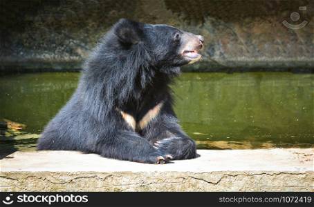 Asiatic black bear relax in water pool on summer day