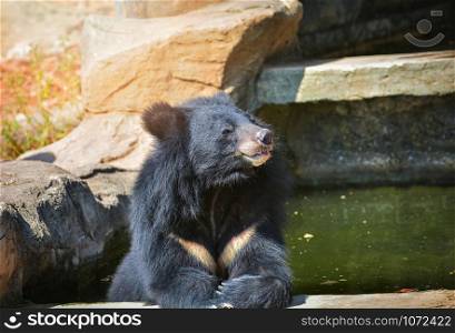 Asiatic black bear relax in water pool on summer day