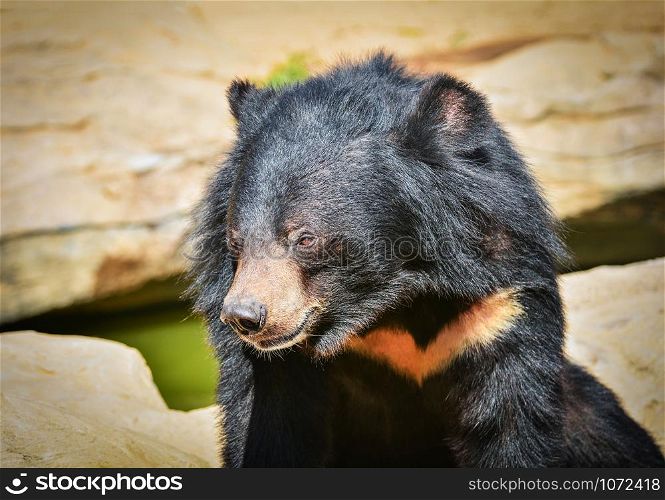 Asiatic black bear relax near water pool in the summer day