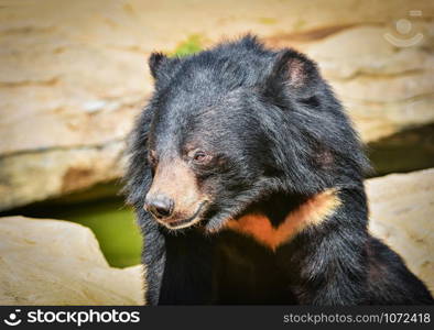 Asiatic black bear relax near water pool in the summer day