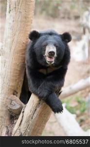 asiatic black bear sit on wood in zoo