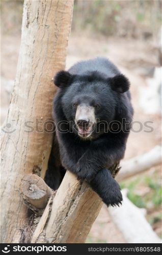 asiatic black bear sit on wood in zoo