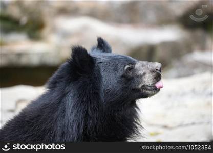 Asiatic black bear standing and relax in the summer / Black bear waiting for its food in the zoo , Stick out tongue animal