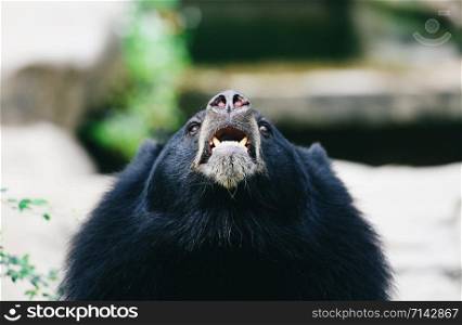 Asiatic black bear standing and relax in the summer / Black bear waiting for its food in the zoo