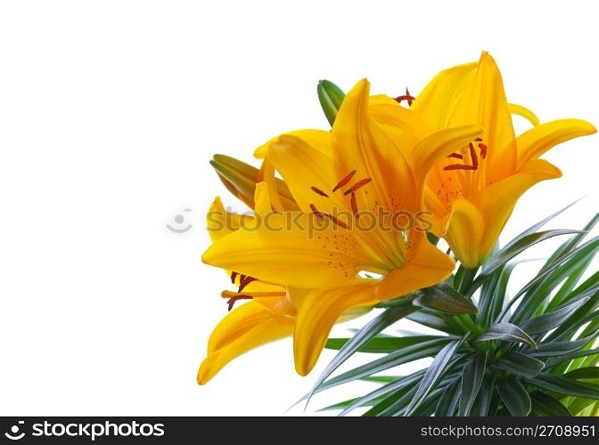 Asiatic lily hybrid: Yellow Pixie. Shot on white background with space for text.