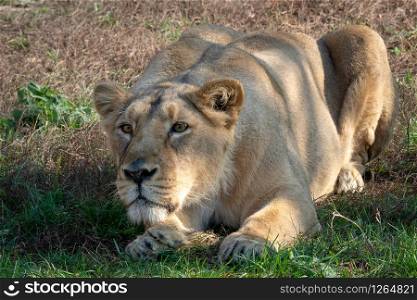 Asiatic lioness (Panthera leo persica). A critically endangered species.