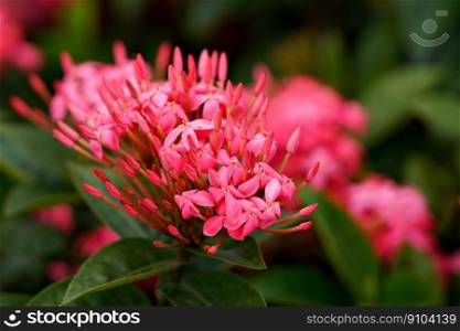 asoca flowers plant buds bloom