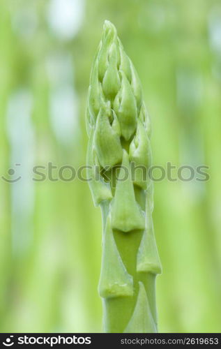 Asparagus