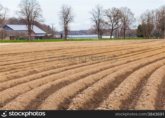 asparagus field.