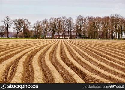 asparagus field