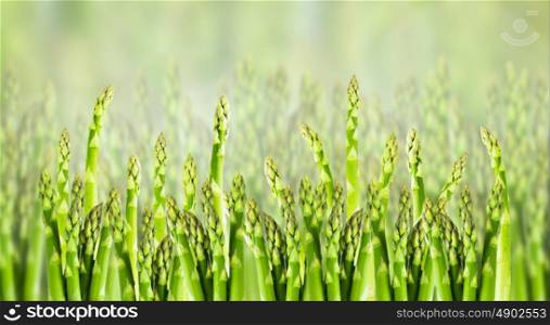 asparagus field, close up, banner for website