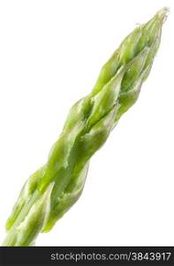 Asparagus Head Isolated on White Background