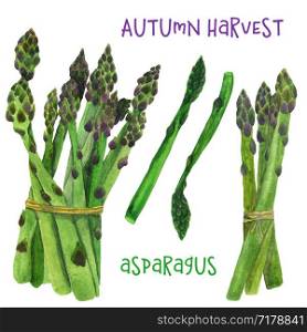 Asparagus watercolor drawing on a white background. A set of fresh green asparagus with isolated elements. For menu design, printing on postcards and fabrics.