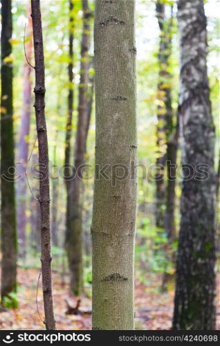 aspen and birch trunks in leaf litter in autumn forest