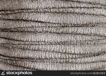 Aspen bark texture closeup