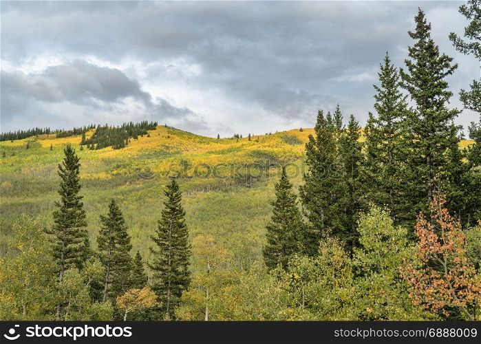 aspen fall colors at Kenosha Pass in Rocky Mountains, Colorado