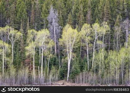 aspen grove and spruce in early spring in Rocky Mountains, Colorado at Willow Creek Pass