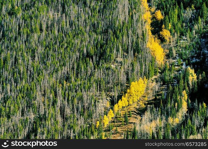 Aspen grove at autumn in Rocky Mountain National Park. Colorado, USA. 