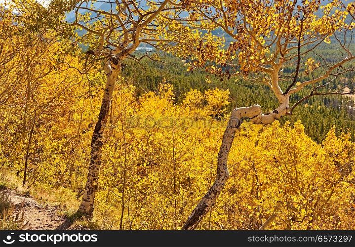 Aspen grove at autumn in Rocky Mountain National Park. Colorado, USA. 