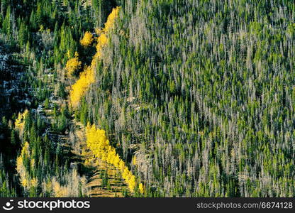 Aspen grove at autumn in Rocky Mountains. Aspen grove at autumn in Rocky Mountain National Park. Colorado, USA.