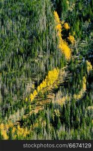 Aspen grove at autumn in Rocky Mountains. Aspen grove at autumn in Rocky Mountain National Park. Colorado, USA.
