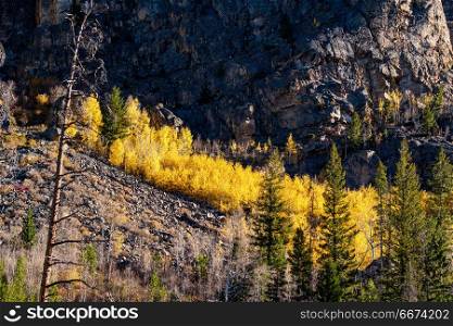 Aspen grove at autumn in Rocky Mountains. Aspen grove at autumn in Rocky Mountain National Park. Colorado, USA.