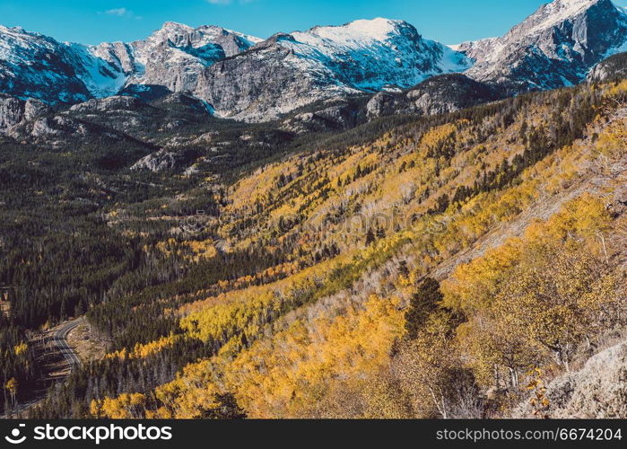 Aspen grove at autumn in Rocky Mountains. Aspen grove at autumn. Rocky Mountain National Park. Colorado, USA.