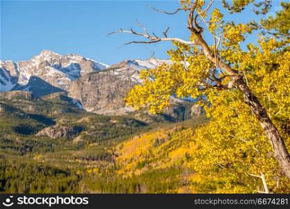 Aspen grove at autumn in Rocky Mountains. Aspen grove at autumn. Rocky Mountain National Park. Colorado, USA.